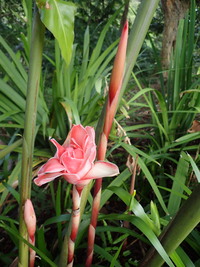 Etlingera elatior