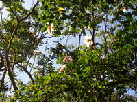 Hibiscus genevii