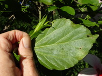 Hibiscus genevii