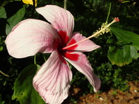 Hibiscus genevii