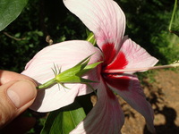 Hibiscus genevii