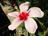 Hibiscus genevii