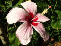 Hibiscus genevii