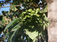 Duabanga grandiflora