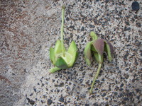 Duabanga grandiflora
