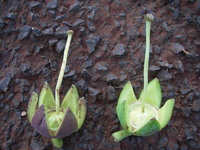 Duabanga grandiflora