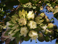 Duabanga grandiflora