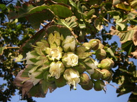 Duabanga grandiflora