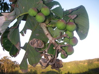 Duabanga grandiflora