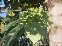 Duabanga grandiflora