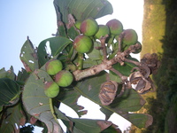 Duabanga grandiflora