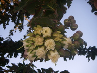 Duabanga grandiflora