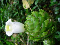 Costus dubius
