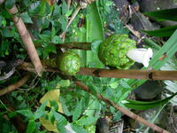 Costus dubius