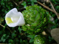 Costus dubius