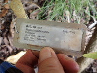 Morinda latibractea