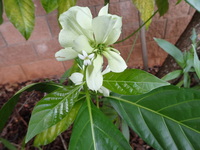 Morinda latibractea