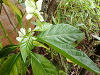 Morinda latibractea