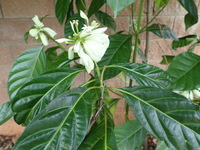 Morinda latibractea