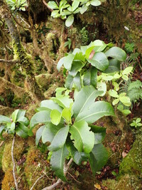 Scaevola glabra