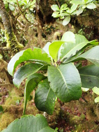 Scaevola glabra