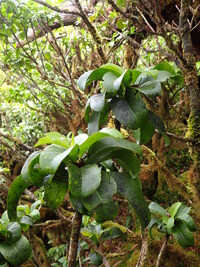 Scaevola glabra