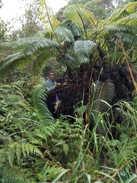 Sadleria cyatheoides