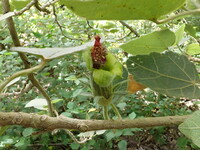 Hibiscadelphus distans