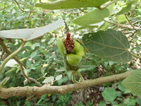 Hibiscadelphus distans
