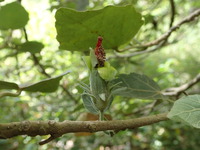 Hibiscadelphus distans