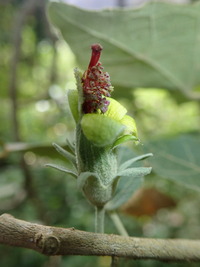Hibiscadelphus distans