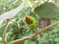 Hibiscadelphus distans