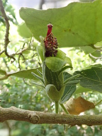 Hibiscadelphus distans