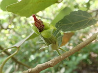 Hibiscadelphus distans