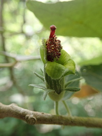 Hibiscadelphus distans
