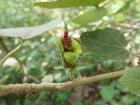 Hibiscadelphus distans