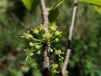 Flueggea neowawraea