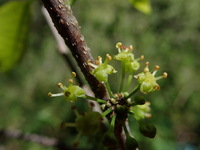 Flueggea neowawraea