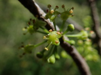 Flueggea neowawraea