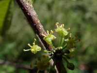 Flueggea neowawraea