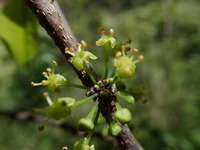 Flueggea neowawraea