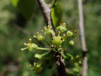 Flueggea neowawraea