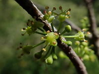 Flueggea neowawraea