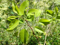 Flueggea neowawraea