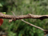 Flueggea neowawraea