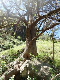 Flueggea neowawraea
