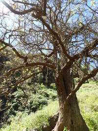 Flueggea neowawraea