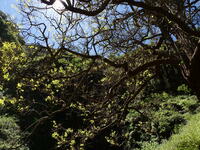 Flueggea neowawraea