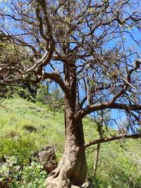 Flueggea neowawraea