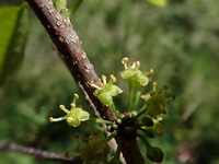 Flueggea neowawraea